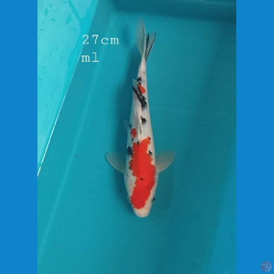 Sanke 27cm/ml