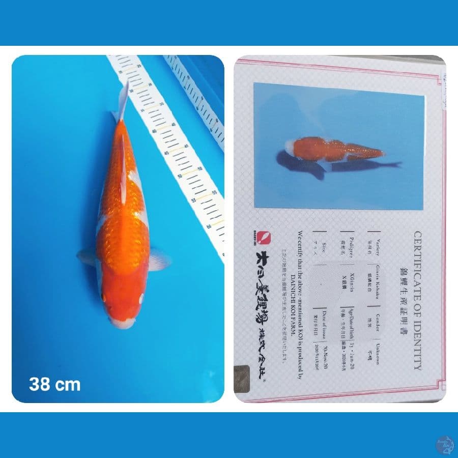 Kohaku Ginrin Serti Dainichi