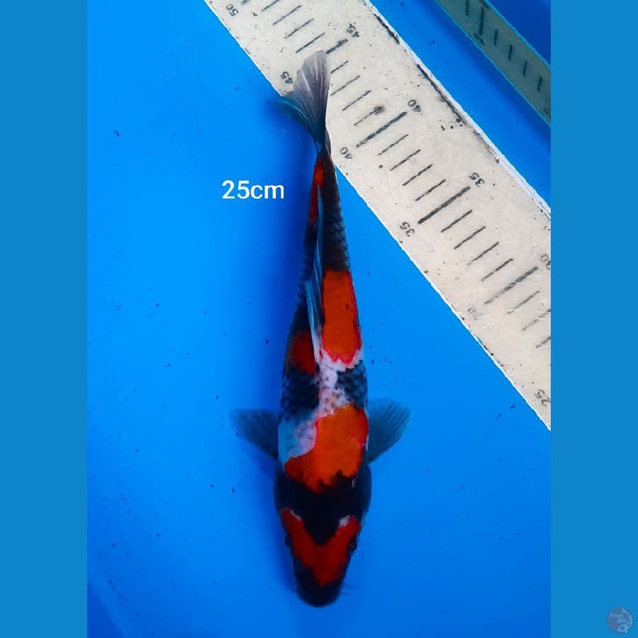 25cm showa