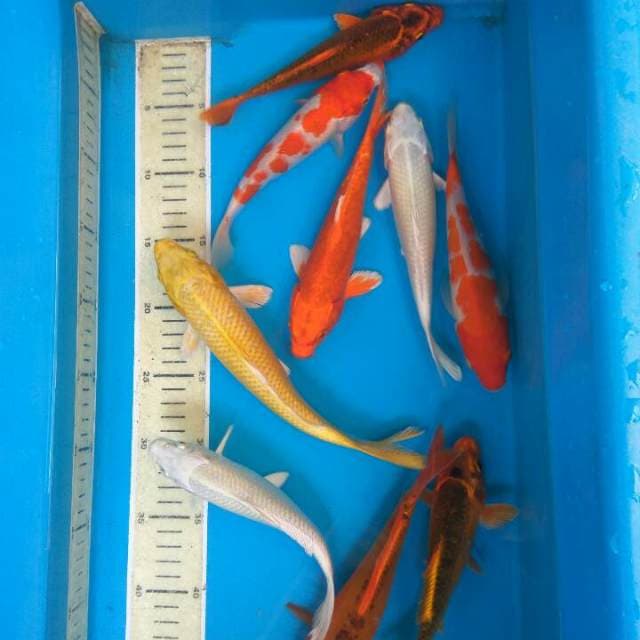 Paket penghias kolam