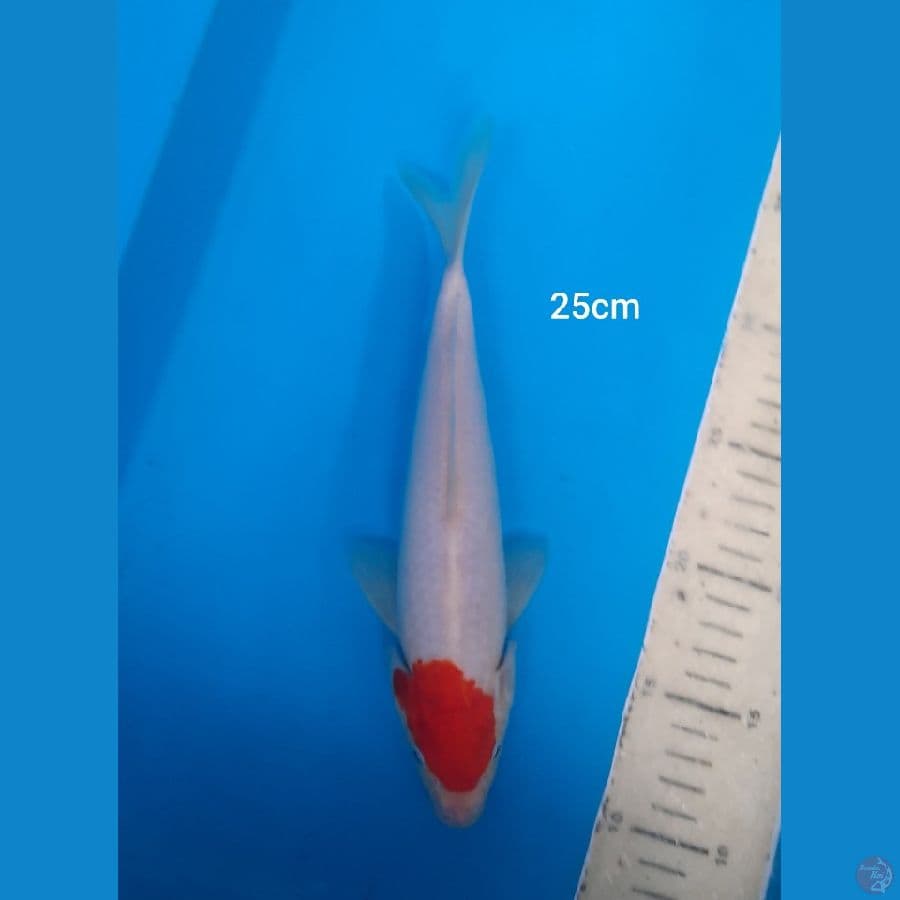 25cm tancho