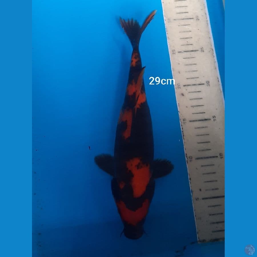 29cm Utsuri