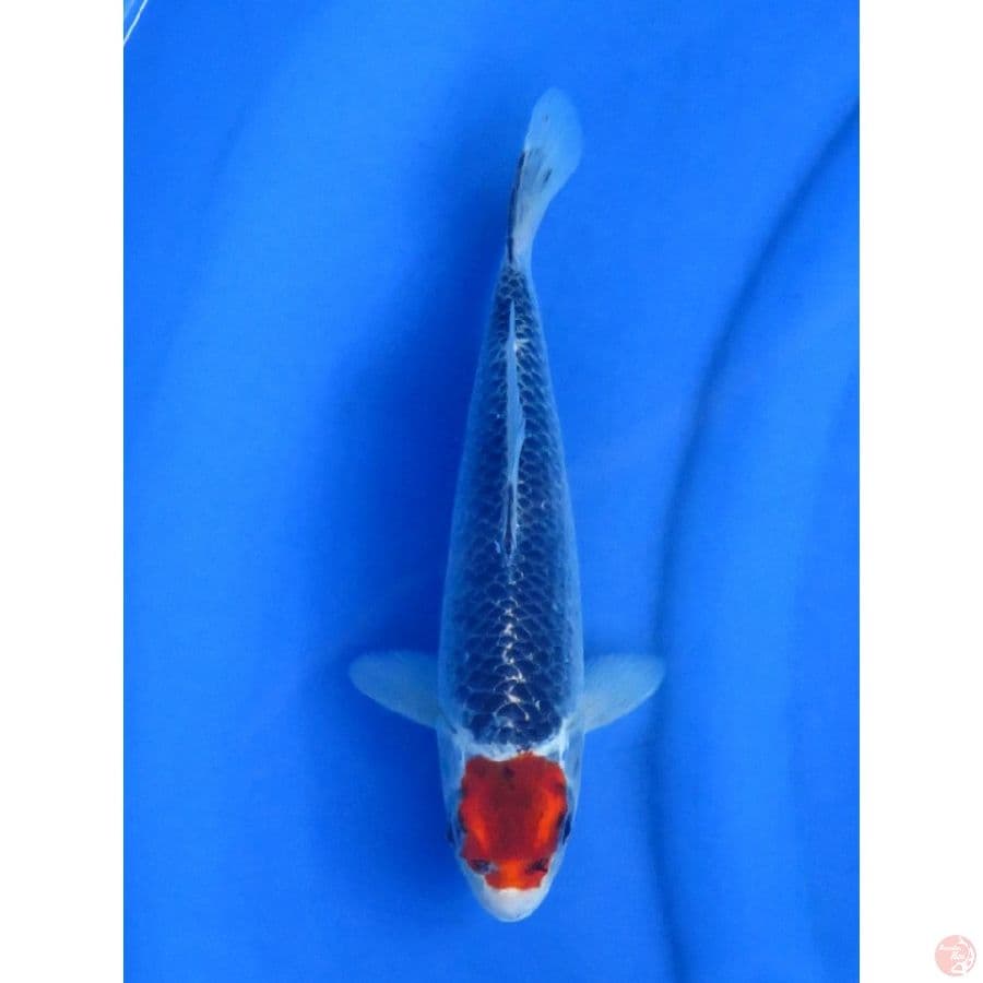 26cm , Red Male - Tancho Goshiki Original