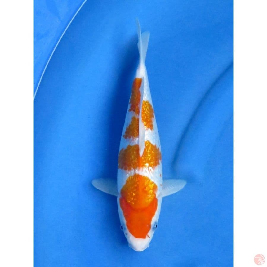 30cm , Rare - Full Ginrin