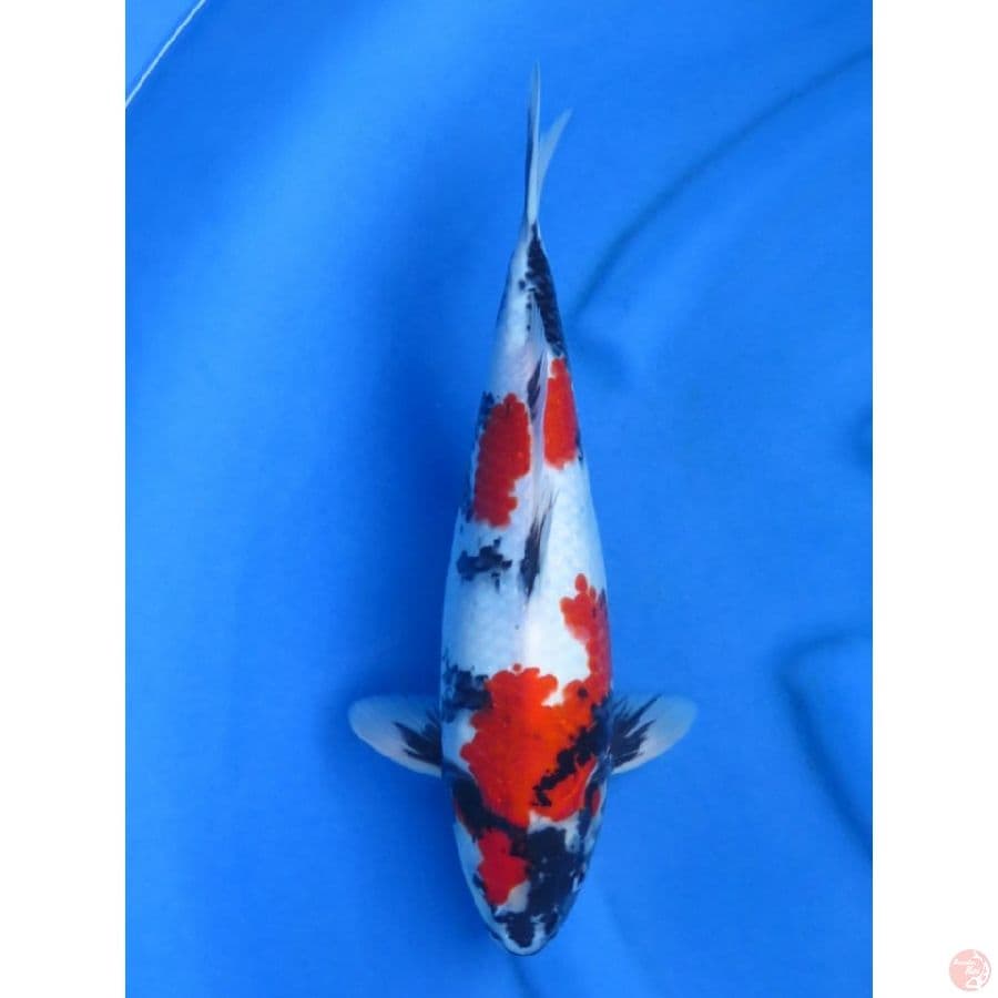 35cm , Male - Red Showa Mutogoro