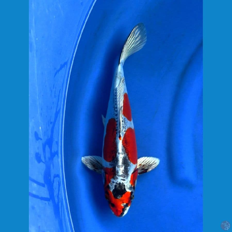 32cm , SQ Benikiko