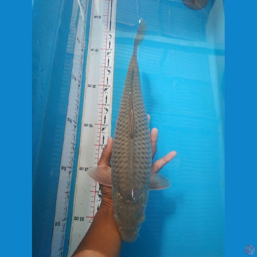 Shoragoi 40cm