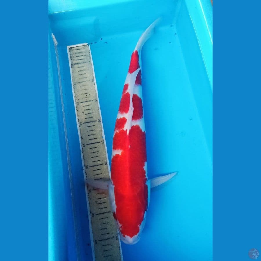 50up pejantan kohaku merah