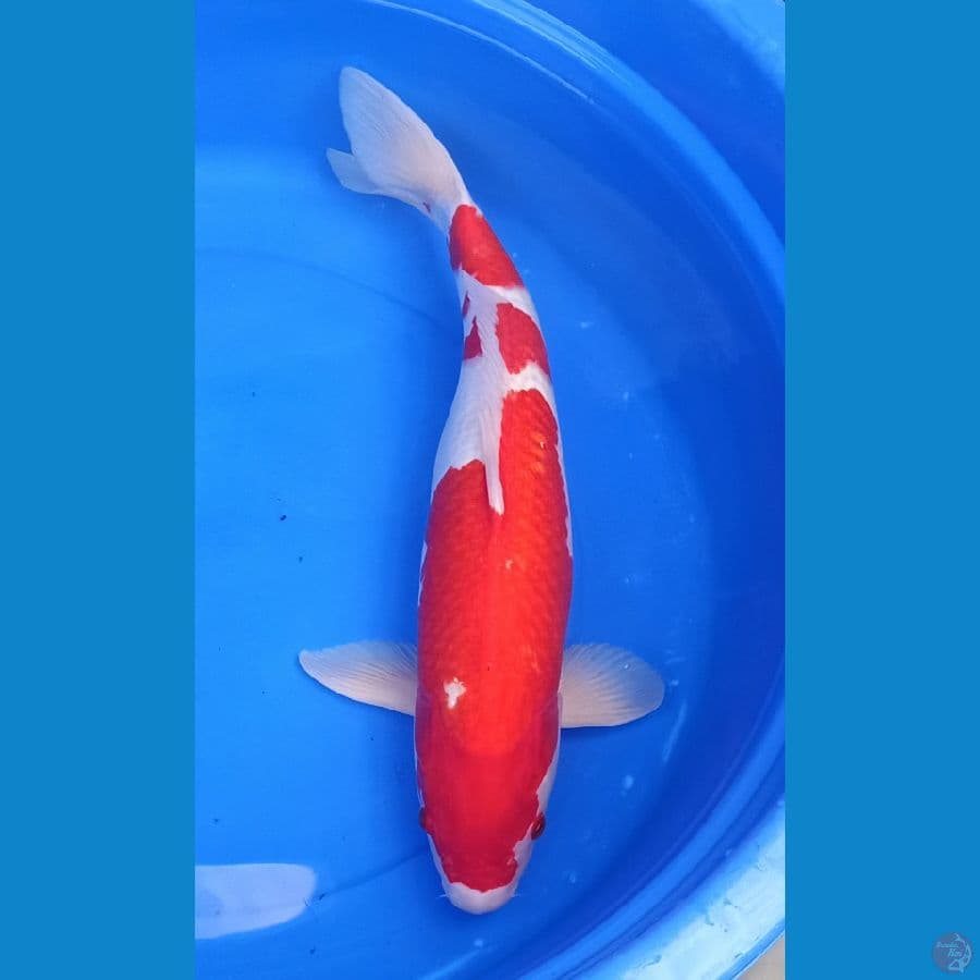 Bakalan induk 55bu kohaku orie