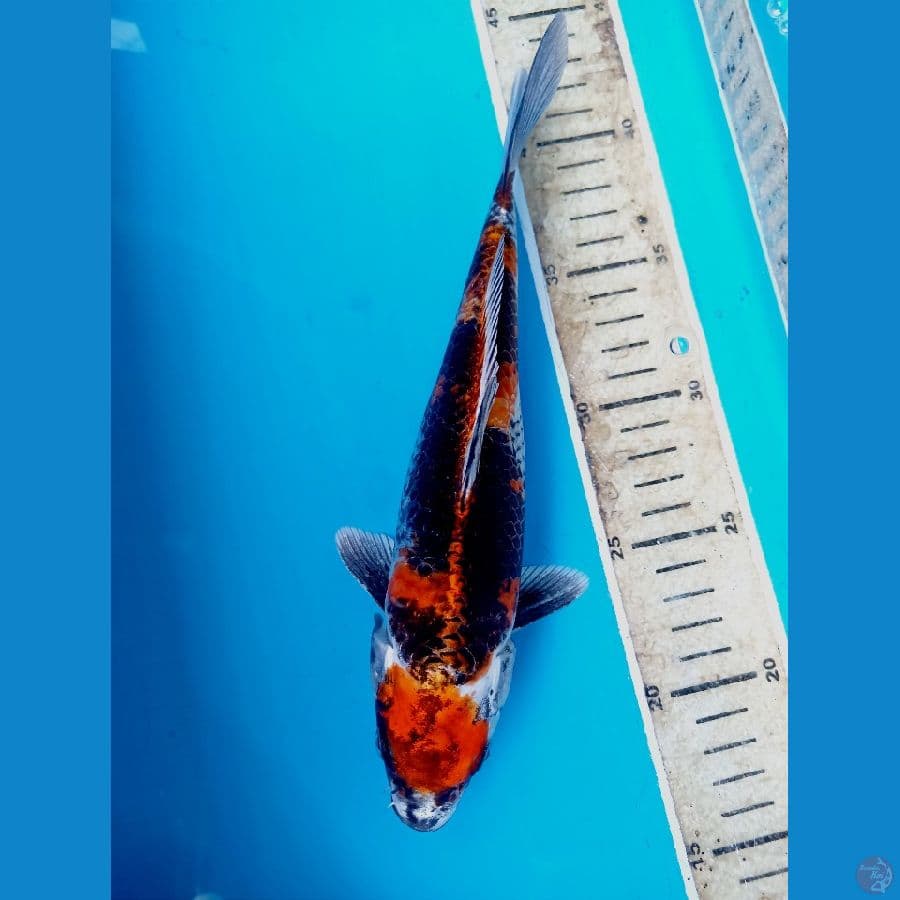 showa hikari 24cm