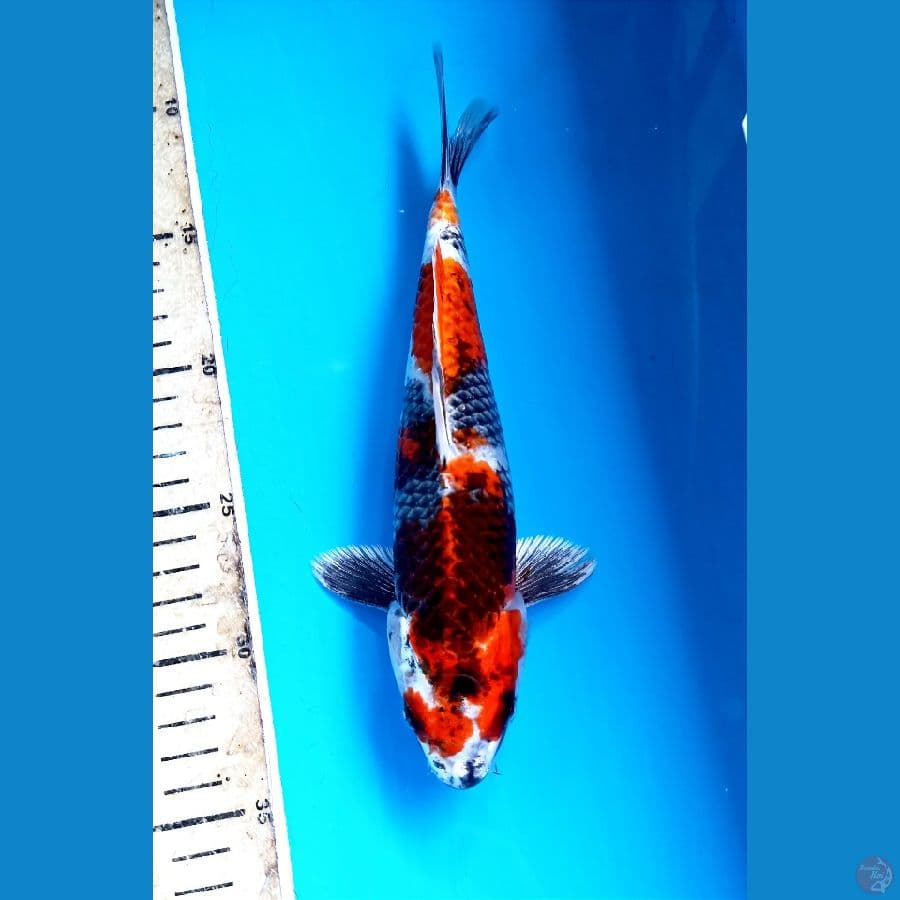 showa hikari 24cm