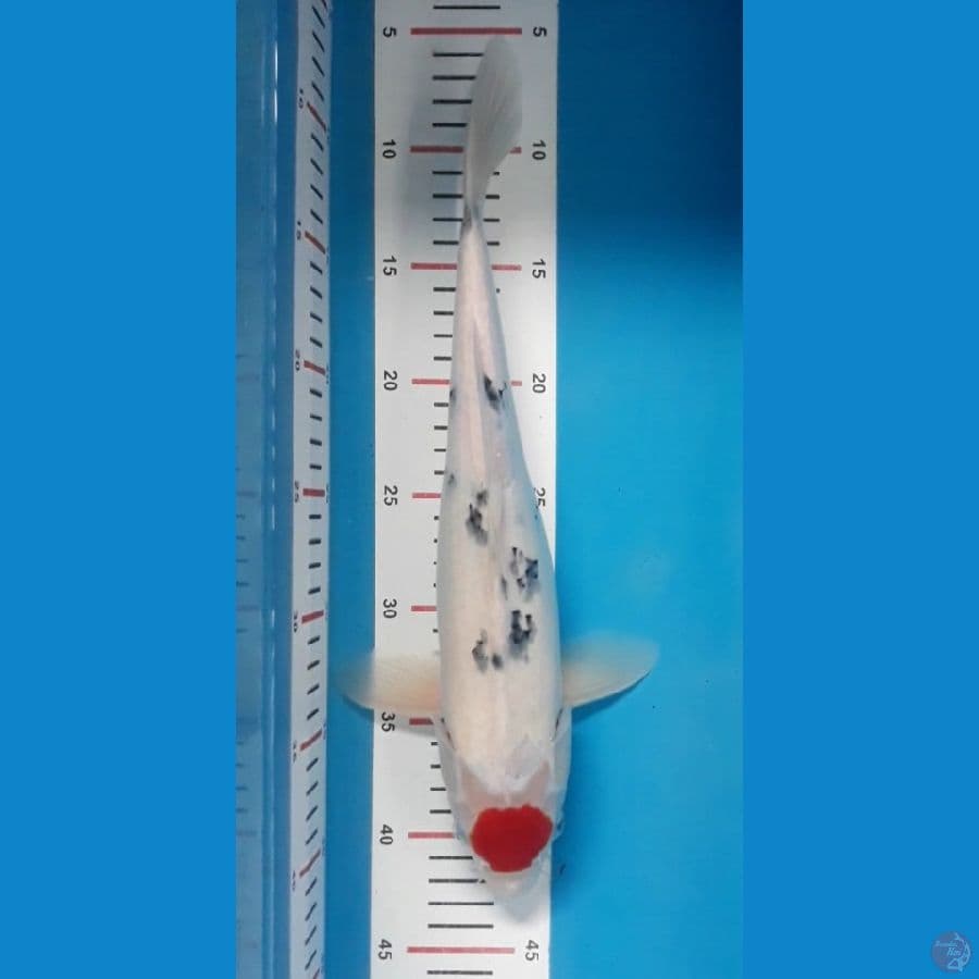 37cm