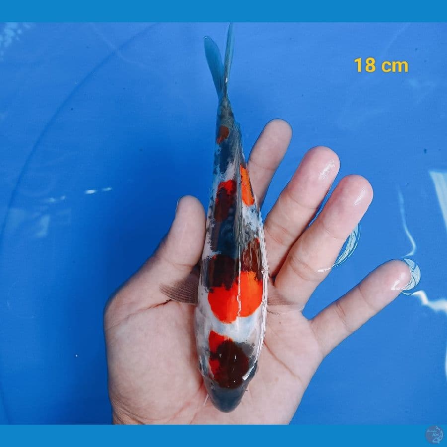 maruten showa doit 18 cm