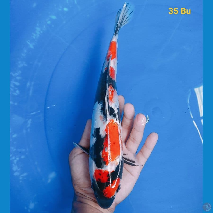 maruten showa doit 35 bu
