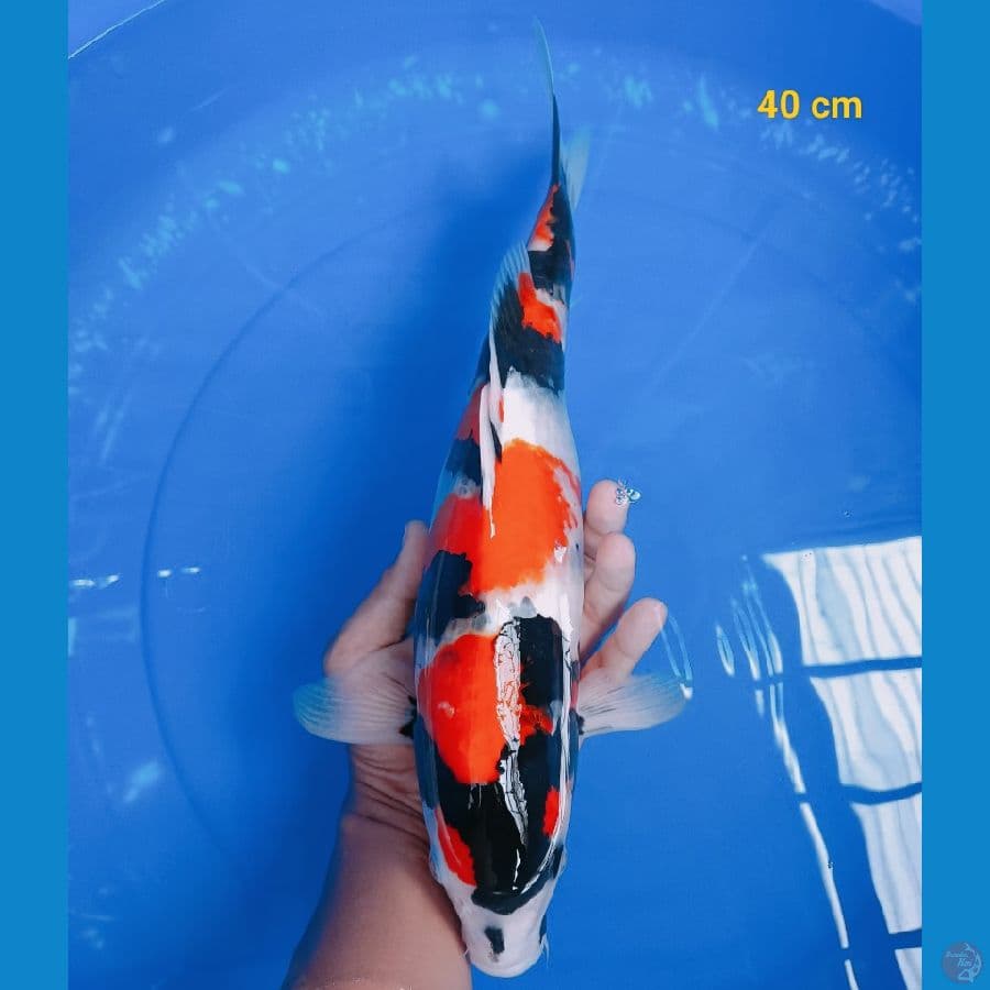 SQ Showa 40 cm