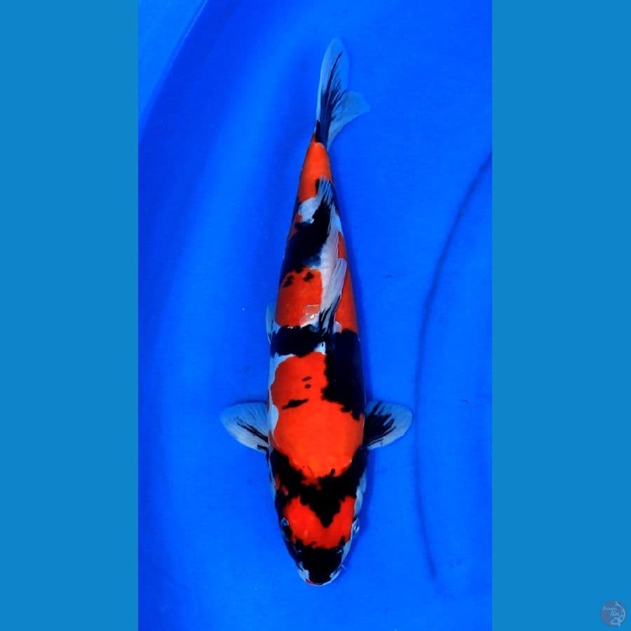 HQ SHOWA DOITSU 35CM MALE