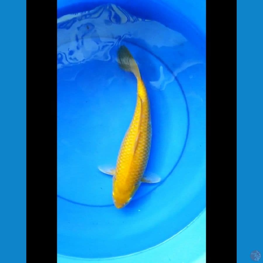 Karashi red eye 34 cm