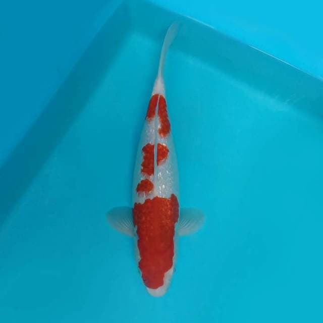 ASKABAN 7 - KOHAKU GIN RIN