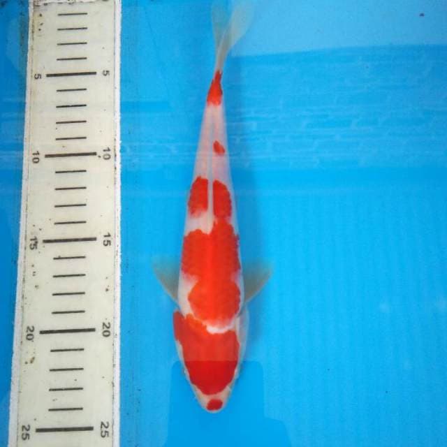 Kohaku strong