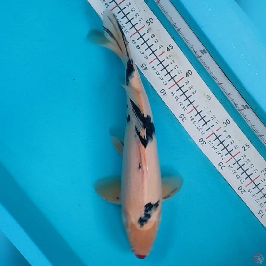 shiro kucibeni 38cm/m