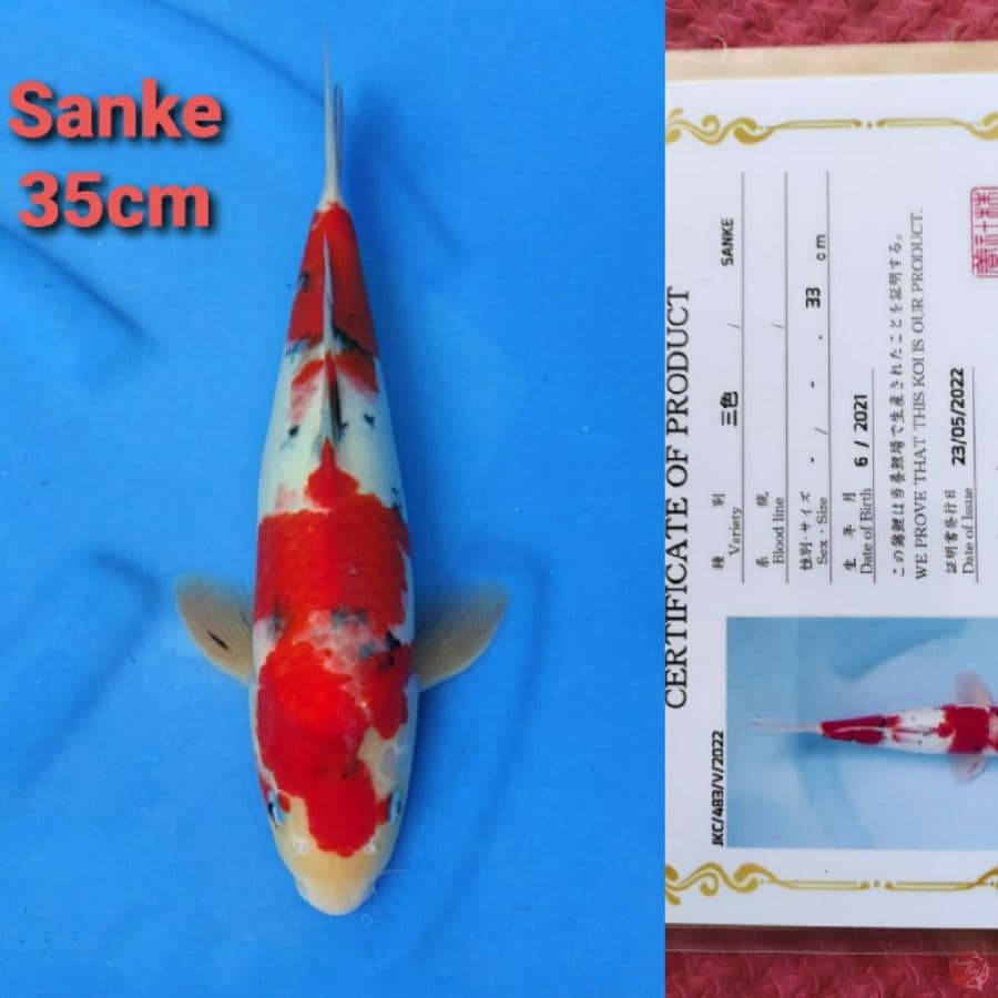 OGATA SANKE 35CM SERTI