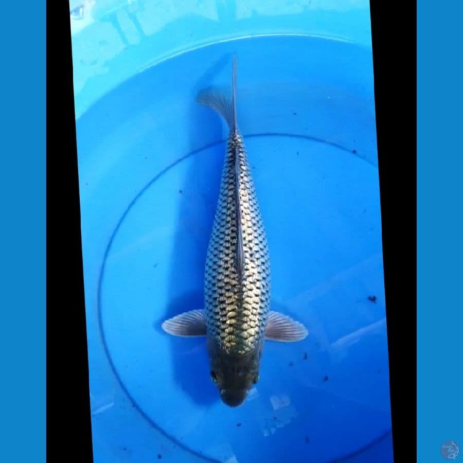 Black diamond 37 cm