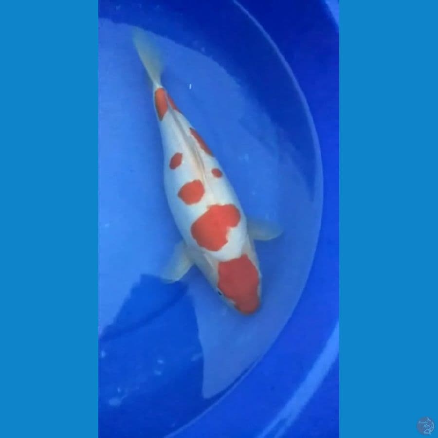 SB KOHAKAU DOITSU 30.CM.