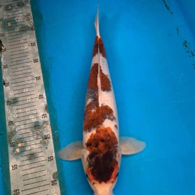 Goromo female