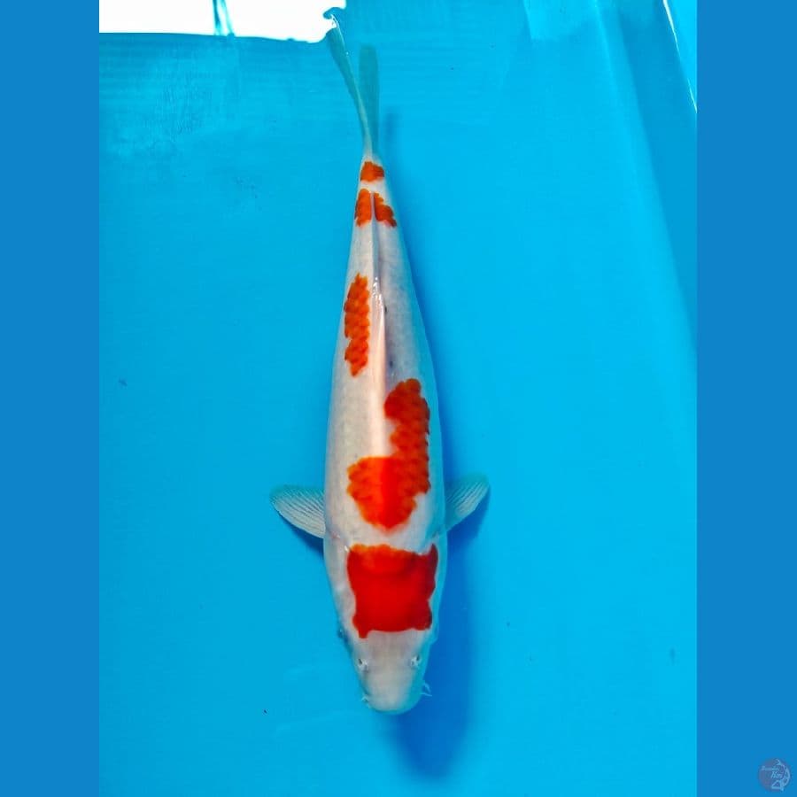kohaku sinmi 37cm