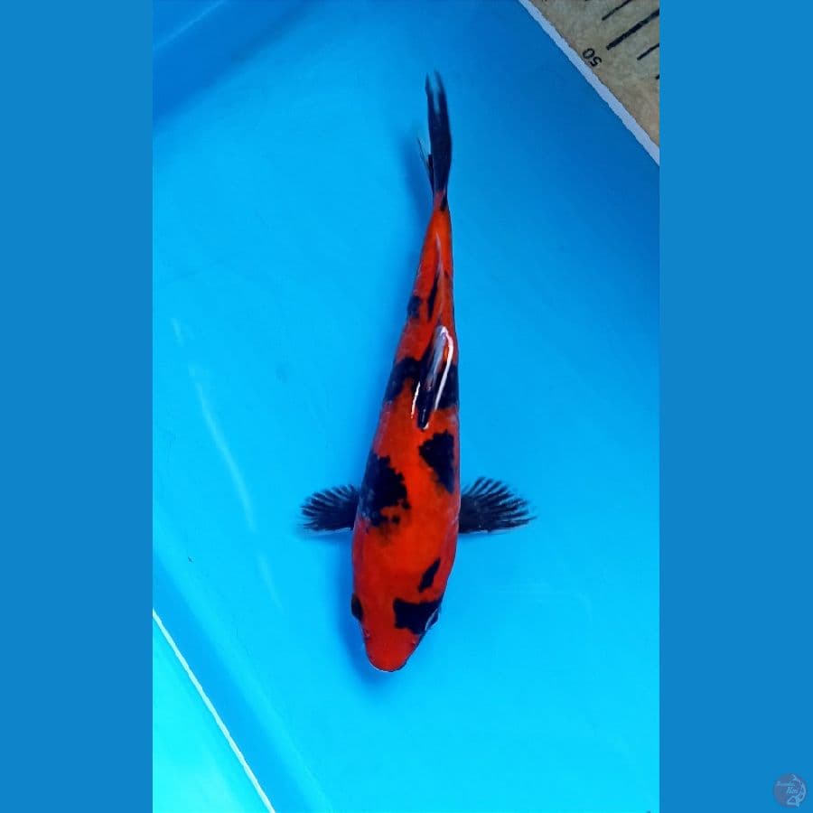 hi showa 19cm