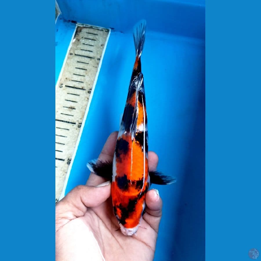 showa 23cm