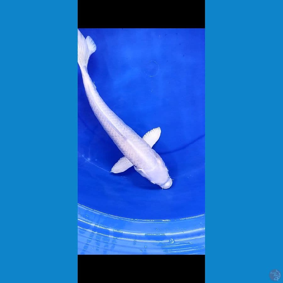 Platinum 40cm