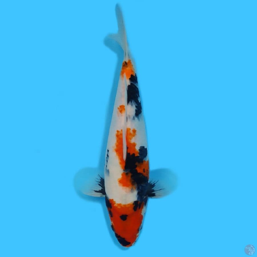 showa 35cm HQ female