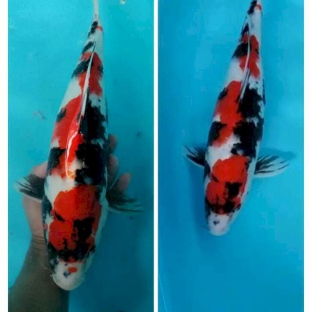 Janoko agp