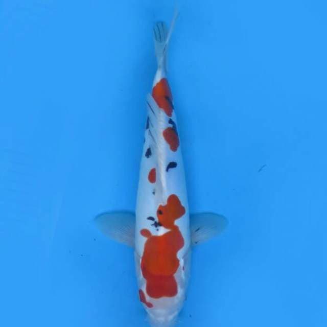 Sanke Doitsu murni 30cm