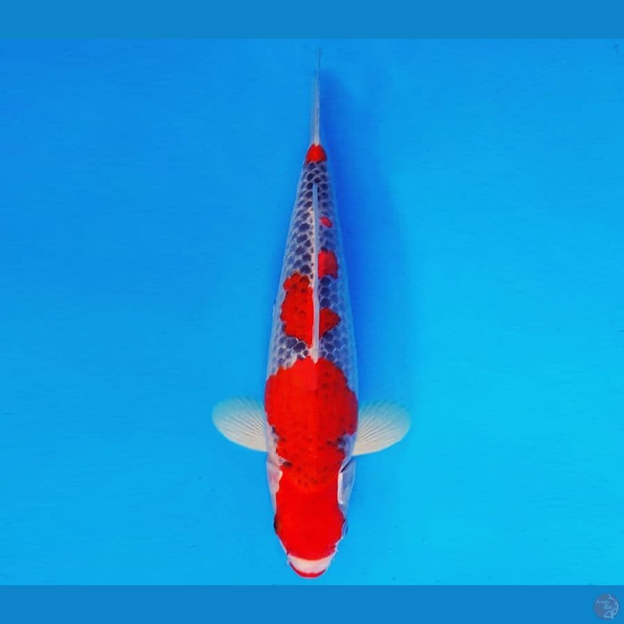 HANAMASA 7 ~ GOSHIKI 32 cm/fm ™