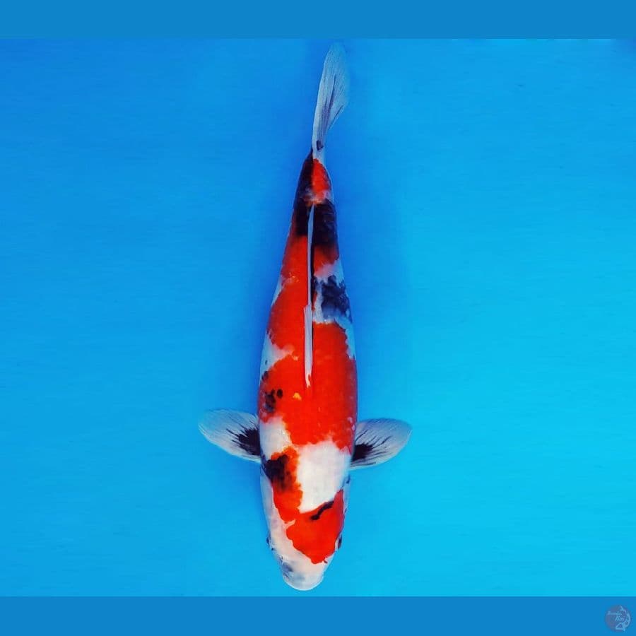 HANAMASA 8 ~ SHOWA EVO 35 cm/fm ™
