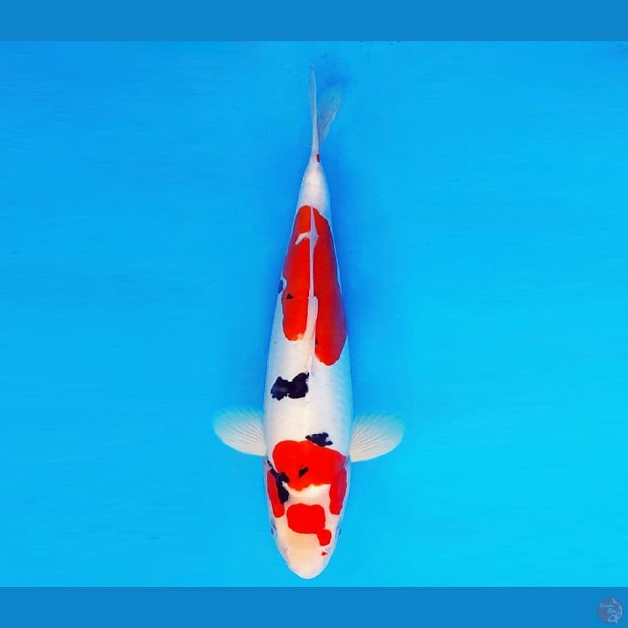 HANAMASA 9 ~ SANKE DOITSU 32 cm/fm ™