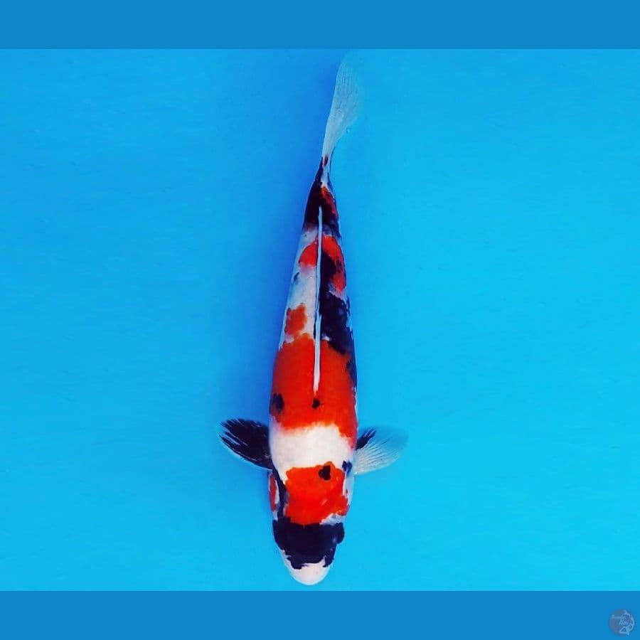 HANAMASA 10 ~ SHOWA EVOLUTION 23 cm/male ™