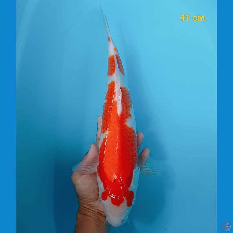 kohaku 41 cm