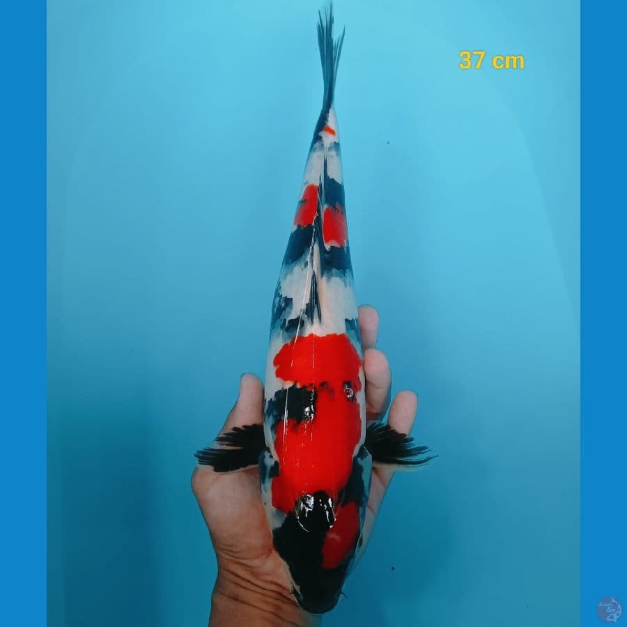 Showa 37 cm