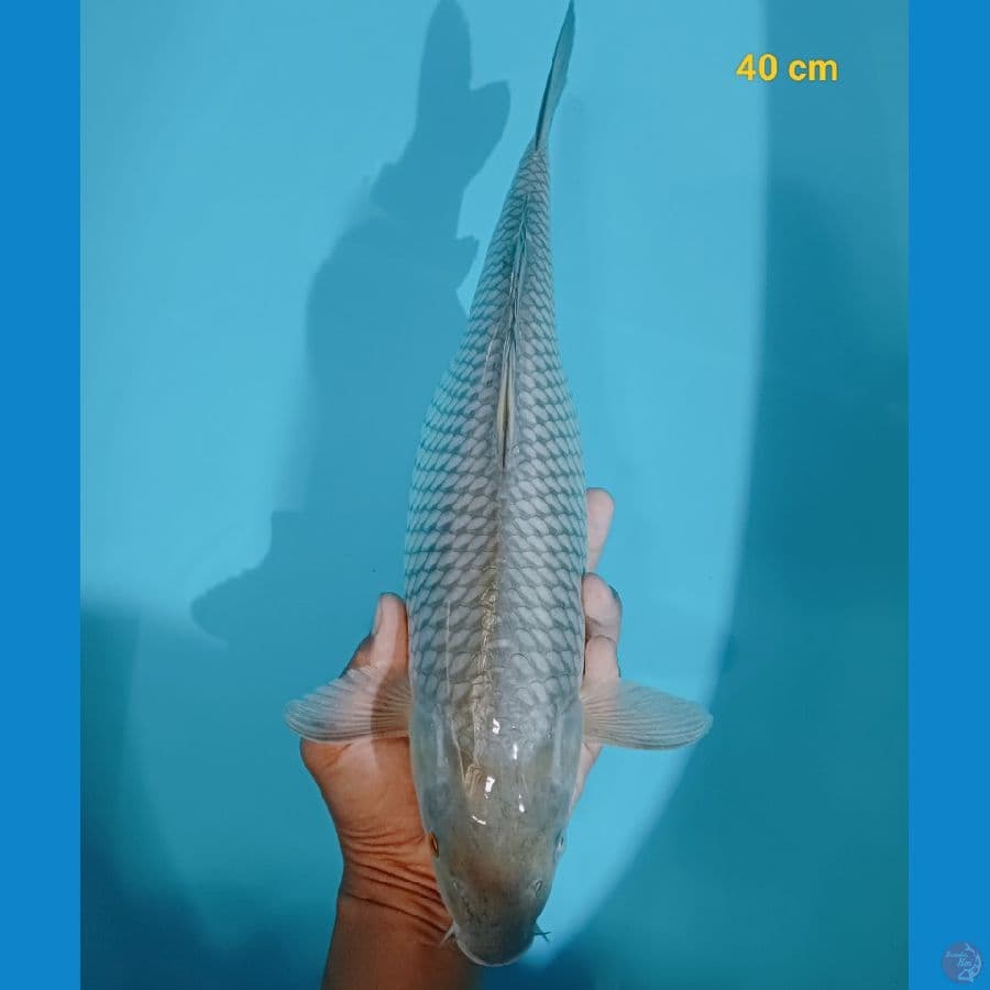 soragoi 40 cm