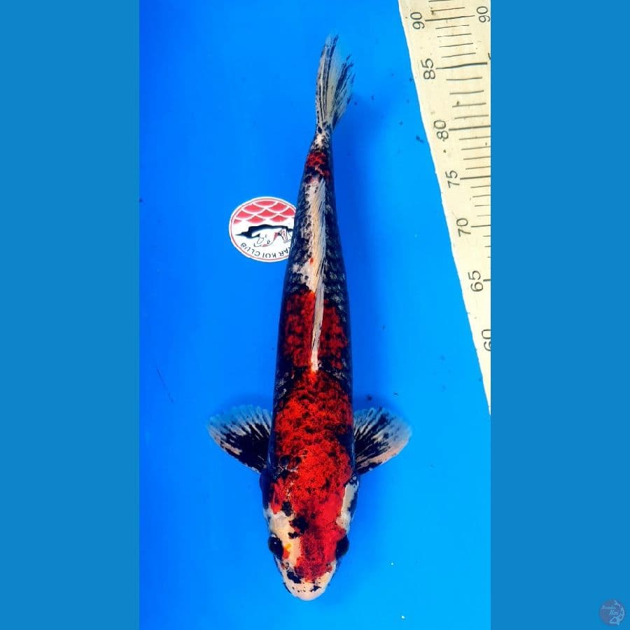 BENI MATSUKAWABAKE 43/Male