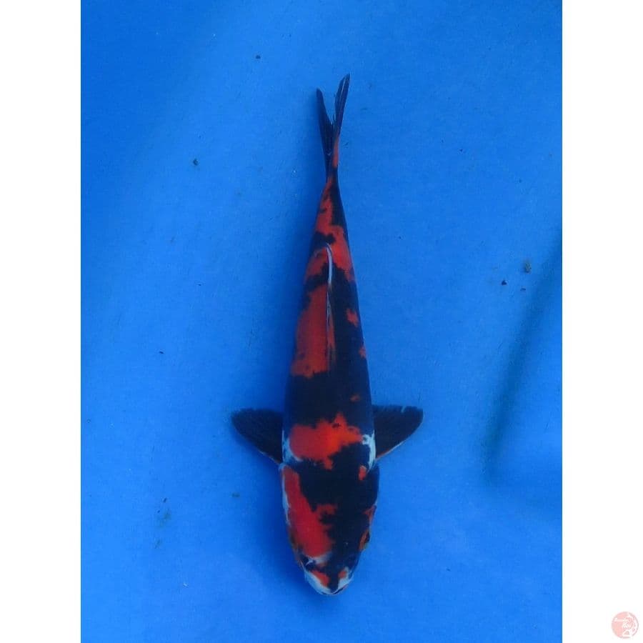 20cm , Showa Doitsu Murni
