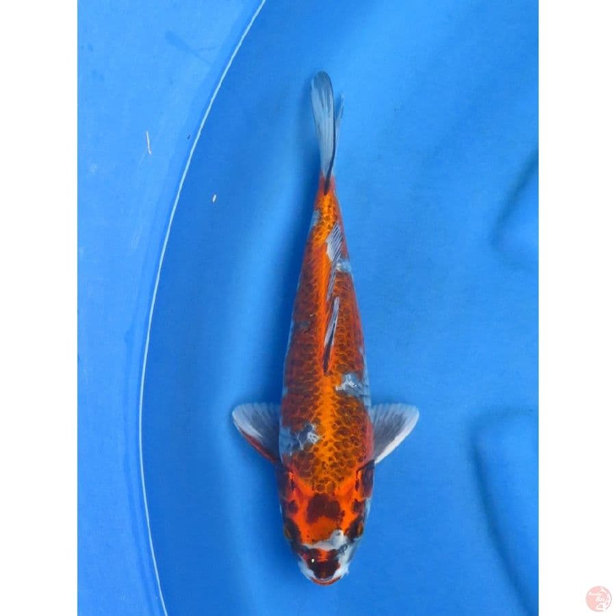 33cm , Male Kogane Ochiba