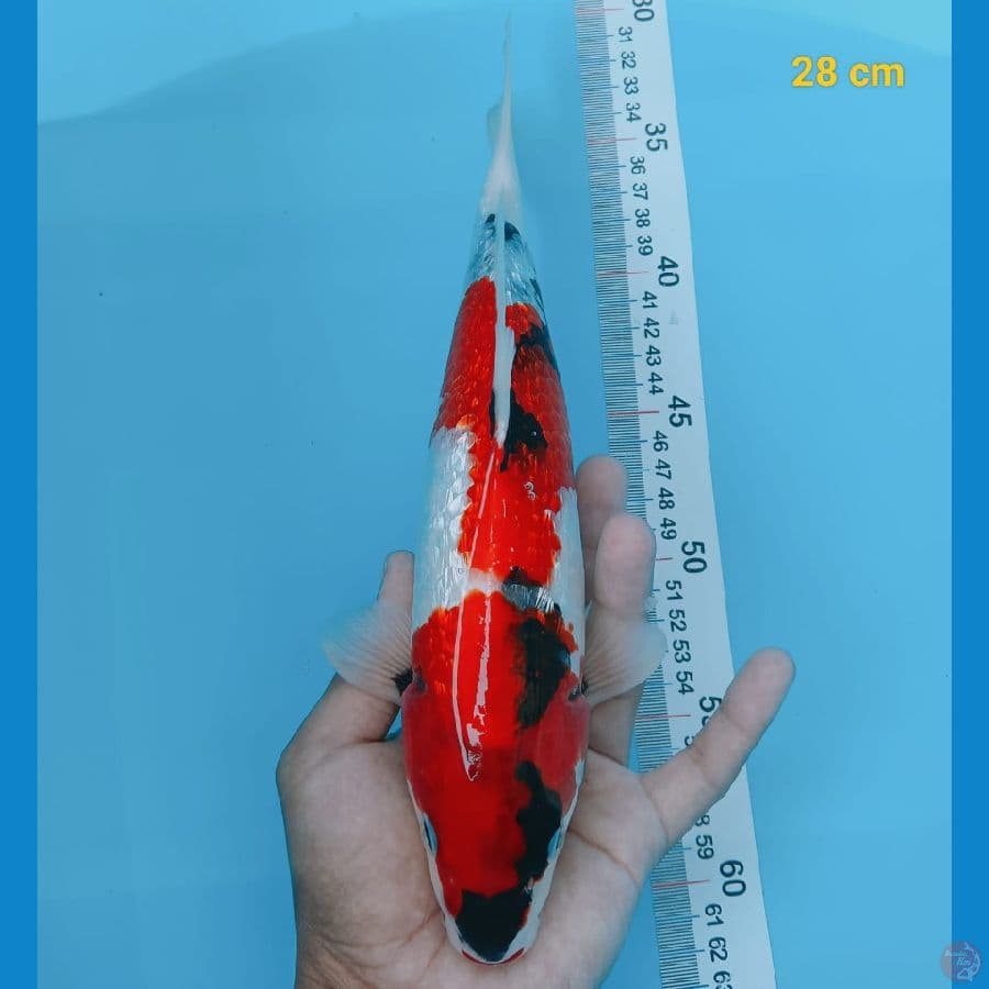 showa ginrin 28 cm