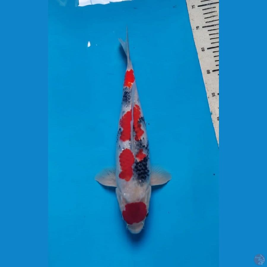 maruten showa 38 cm