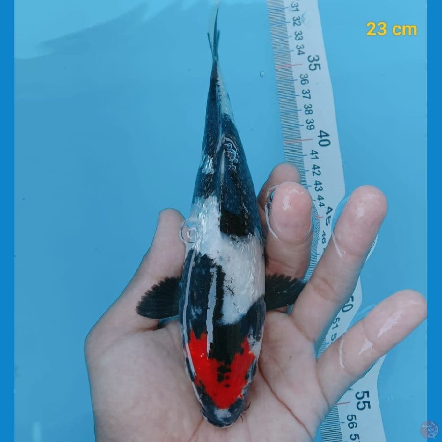 tancho showa ginrin 23 cm