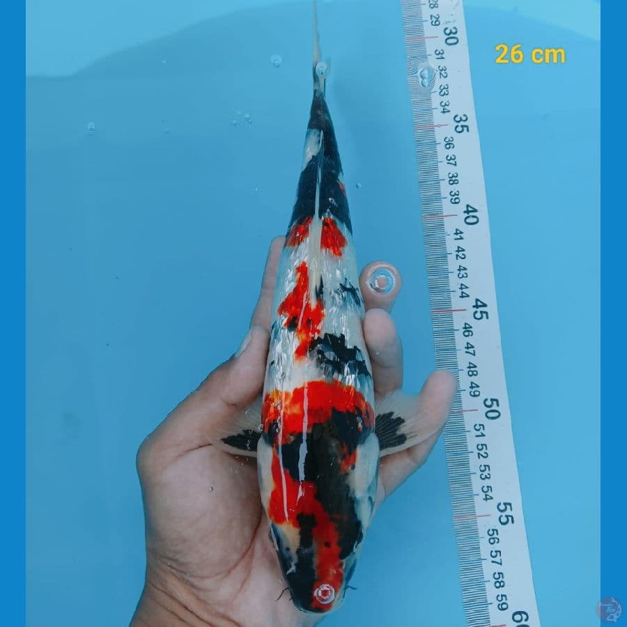 showa ginrin 26 cm
