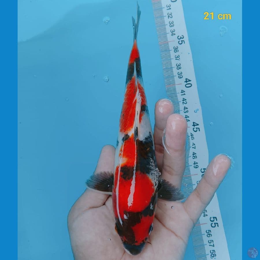 showa 21 cm